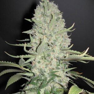 147984_984911_pimcore.jpg White Widow x Big Bud