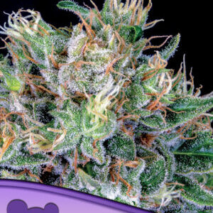 Amnesia-Flash-600×800-1-300×400-1.jpg Amnesia Flash Auto de Anesia Seeds
