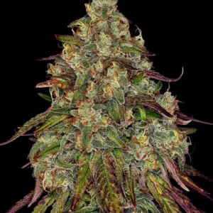 Amnesia Lemon de Barney's Farm