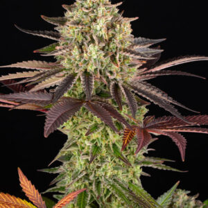 Apple Fritter de Barney's Farm