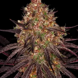 Ayahuasca Purple de Barney's Farm
