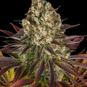 Biscotti de Barnye's Farm