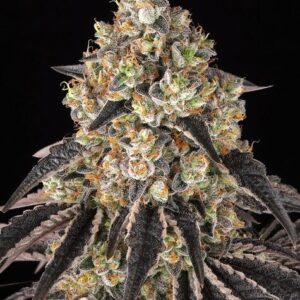 Black Chery Gushers de Barney's Farm