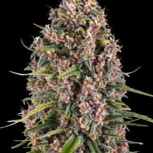 Blue Cheese de Barney's Farm