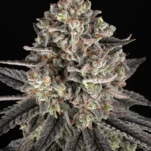Blue Dream de Barney's Farm
