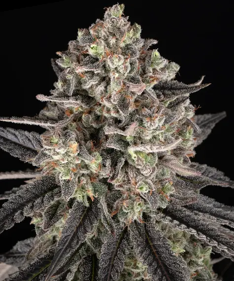 Blue Dream de Barney's Farm