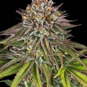 Critical Kush de Barney's Farm