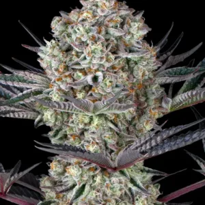 Dos Si Dos 33 de Barney's Farm