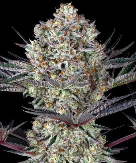 Dos Si Dos 33 de Barney's Farm