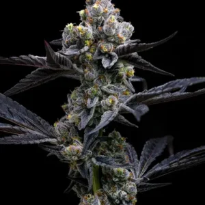 Garlic Cookies de Barney's Farm