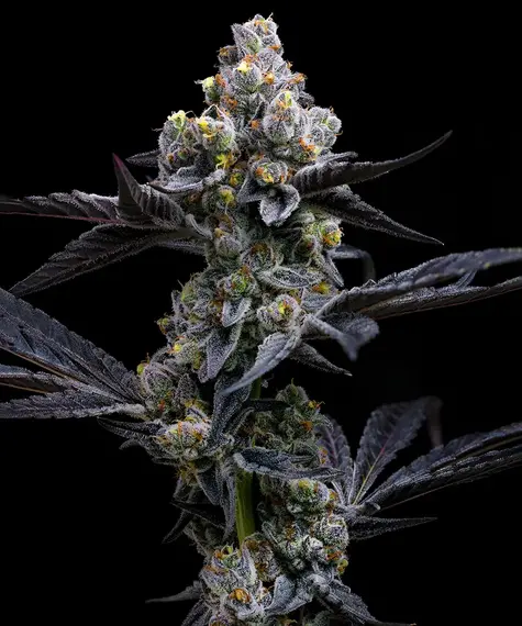 Garlic Cookies de Barney's Farm