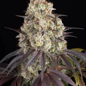 Gary Payton de Barnye's Farm