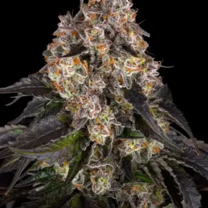 girl-scout-cookies_circle_new_21_127328.webp Girl Scout Cookies de Barney's Farm