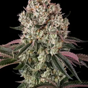 Glookies de Barney's Farm