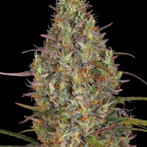 glue-gelato-auto_circle_new_21_124633.webp Glue Gelato Auto