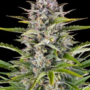 Gorilla Zkittlez Auto