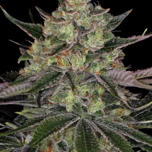 Gorilla Zkittlez de Barney's Farm
