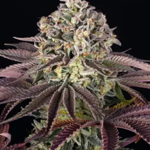 Grand Daddy Purple de Barney's Farm
