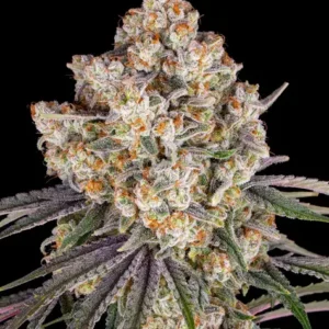 Ice Cream Cake de Barney's Farm