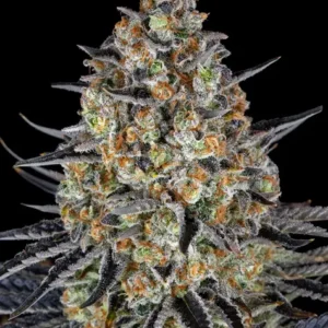 LSD de Barney's Farm