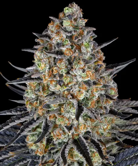 LSD de Barney's Farm