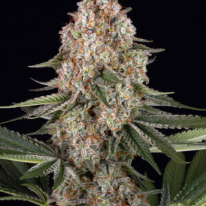 Mendo Breath de BARNEY's FARM