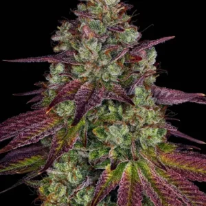 Mimosa Evo de Barney's Farm