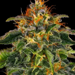 Moby Dick de Barney's Farm