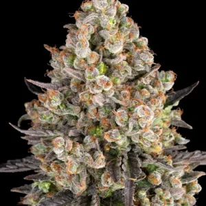 OG Kush de Barney's Farm