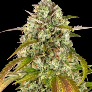 pineapple-express-auto_circle_new_21_125024.webp Pineapple Express Auto de Barney's Farm