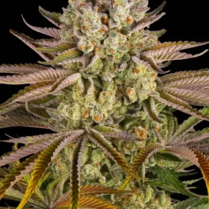 Pineapple Express de Barney's Farm