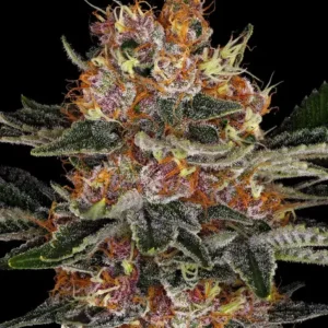 purple-punch-auto_circle_new_21_125053.webp Purple Punch Auto de Barney's Farm