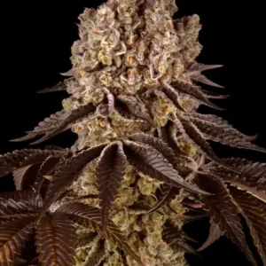 Purple Punch de Barney's Farm