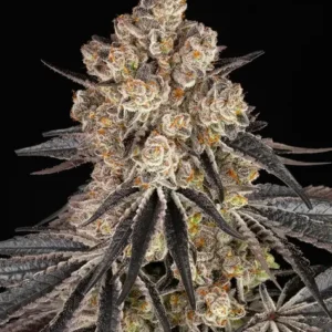 Rainbow Sherbet de BARNEY'S farm