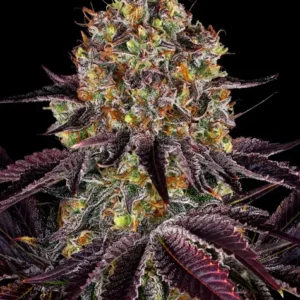 Runtz x Layer Cake de Barney's Farm