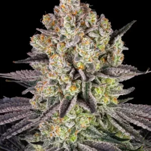 Runtz de Barney's Farm