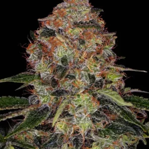 Shiskaberry de BARNEY'S farm