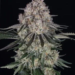 Sour Diesel Auto