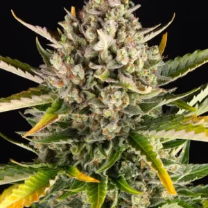 Strawberry Cheesecake Auto