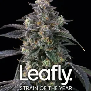 Super Boof de Barney's Farm