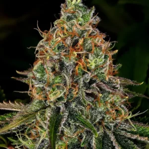 tangerine-dream-auto_circle_new_21_125212.webp Tangerine Dream Auto