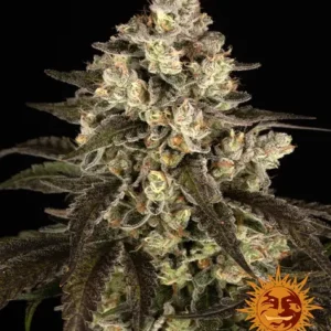 Trainwreck de Barney's Farm