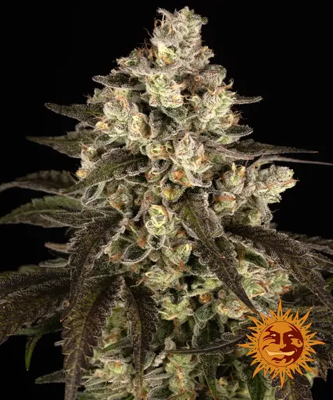 Trainwreck de Barney's Farm