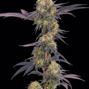 Tropicanna Cherry Barney's Farm