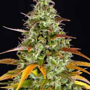 Watermelon Zkittlez Auto