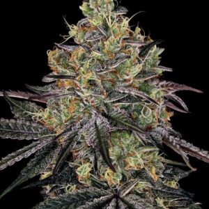 Watermelon Zkittlez de Barney's Farm