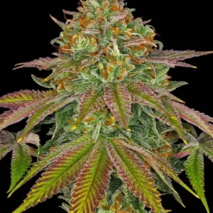 Wedding Cake de Barney's Farm