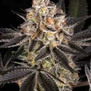 White Runtz de Barney's Farm