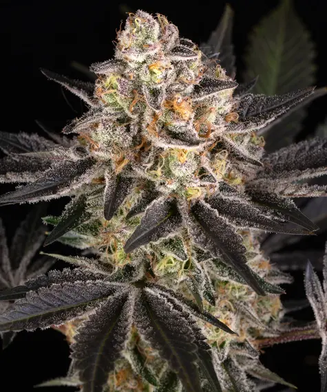 White Runtz de Barney's Farm