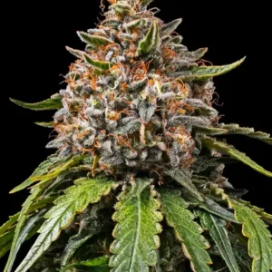 White Widow XXL de Barney's Farm